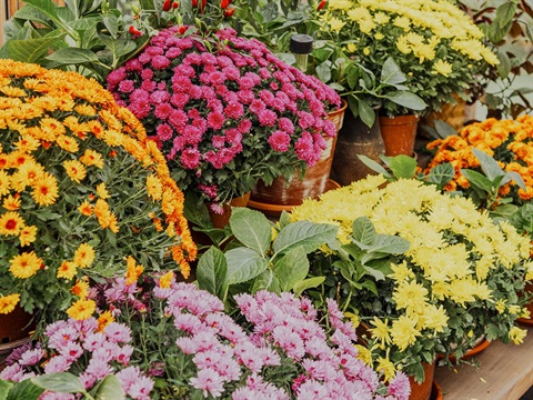 Potted flowers in orange, pink, yellow and magenta on display on shelving