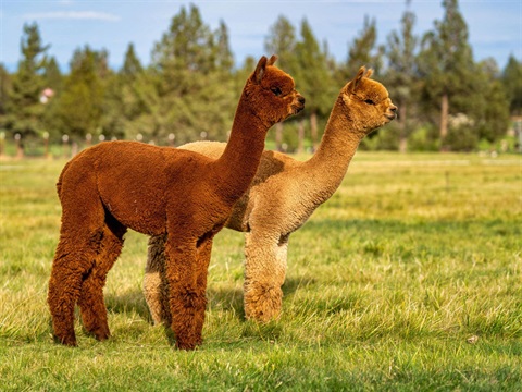 An orange and a brown alpaca in a grass field