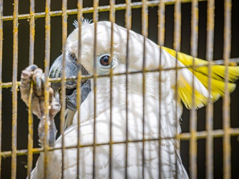 A cockatoo inside a cage
