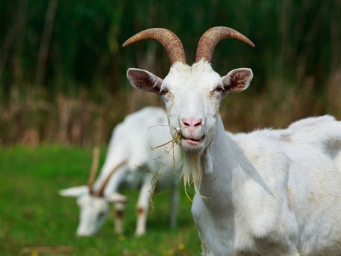 A white goat looking toward the camera eating grass