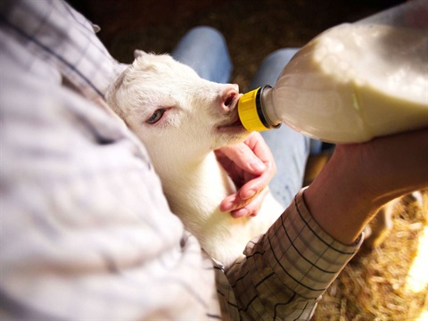 A person feeding a baby animal milk