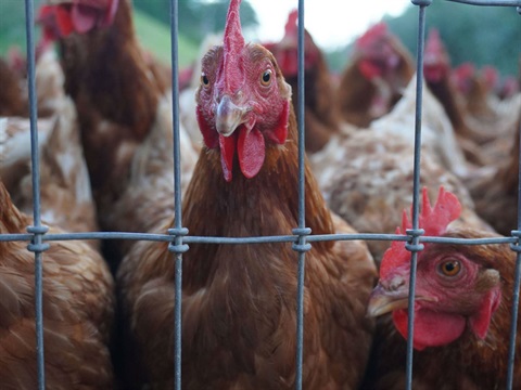 Brown and white chickens in a pen