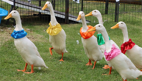 Comedy duck and pig shows at Rocky Show