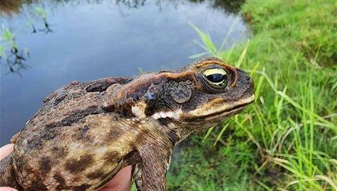 Cane-Toads_Ag-Ed-Stage-Program_2.jpg