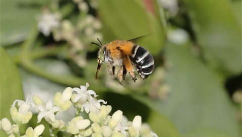 Native-Bees_Ag-Ed-Stage-Program_11.jpg
