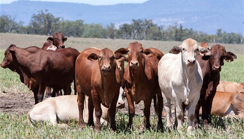 Rocky Show Cattle Competitions 